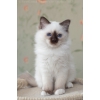 котенок Священная бирма