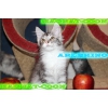 Котята Гиганты породы Мейн Кун