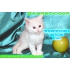 Котята Гиганты породы Мейн Кун
