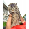 Котята породы Мейн кун!  Мэйн кун нежный гигант в Вашем доме! ! !
