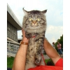 Котята породы Мейн кун!  Мэйн кун нежный гигант в Вашем доме! ! !