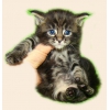 Котята породы Мейн кун!  Мэйн кун нежный гигант в Вашем доме! ! !