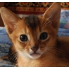 Абиссинские котята дикого окраса2 . 5 месяца