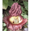 Аморфофаллюс пионолистный Amorphophallus paeoniifolius,  продаю крупный клубень