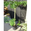 Аморфофаллюс пионолистный Amorphophallus paeoniifolius,  продаю крупный клубень