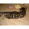 Бенгальские котята для души недорого(летние скидки)