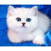 Британские клубные котята Серебристые шиншиллы шоу-класс с изумрудными и сапфировыми глазками