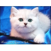 Британские котята Серебристые шиншиллы с изумрудными глазками