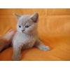 Британские котята шоколадного,  голубого и лилового окраса!