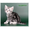 Британские мраморные котята из питомника Patternville