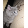 британский котенок