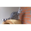 Британский котик вискас.  Качество породы.