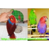 Эклектус(Благородный попугай)  – очаровательные птенцы-выкормыши!