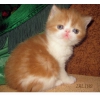 Экзотические короткошерстные котята