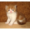 Экзотические короткошерстные котята