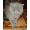 Экзотические плюшевые котята