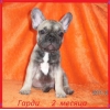Элитные щенки французского бульдога!