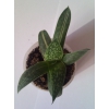 Гастерия gracilis variegata