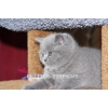 Голубые британские котята из  питомника "BRITISH SYMPHONY"