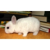 Карликовый Кролик Рекс,  купить его можно в питомнике