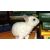 Карликовый Кролик Рекс,  купить его можно в питомнике