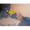 Клубный британский кремовый котенок,  м. Ясенево.