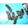 Крысята в добрые руки
