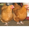 Куры,  цыплята,  инкубационное яйцо разных пород