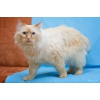 Невский маскарадный кот Амадеус - красавец и умница с интересным характером!