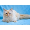 Невский маскарадный кот Амадеус - красавец и умница с интересным характером!
