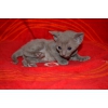 Нежная кошечка корниш рекс