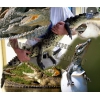Нильский Крокодил – ручные детеныши
