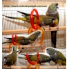 Патагонский попугай – птенцы  выкормыши.