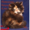 Персидские и экзотические котята