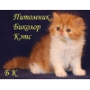 Персидские и экзотические котята