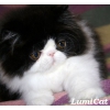 Персидские и экзотические котята из питомника Lumicat