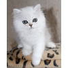 Персидские кошки,  серебристые  шиншиллы.  Котята