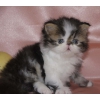 Персидские котята