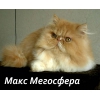 Персидский котик - роскошный красавец!