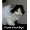 Персидский котик