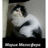 Персидский котик Марик