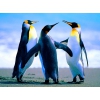 Пингвины из питомников