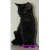 Продается британский котенок черного окраса Каролина.