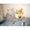 Продам очаровательного британского котенка,  Ясенево.