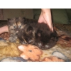 Продам породистых персидских котят