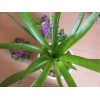 Продам растения дешево