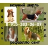 Прикрепленные изображения
