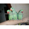 Продаю ручных птенцов-выкормышей александрийских попугаев