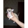 Продаются щенки чихуахуа