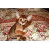Продажа Абиссинских котят \\\"FireKitty\\\"